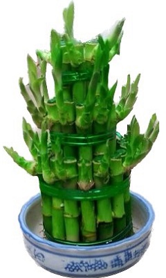 三層塔型富貴竹