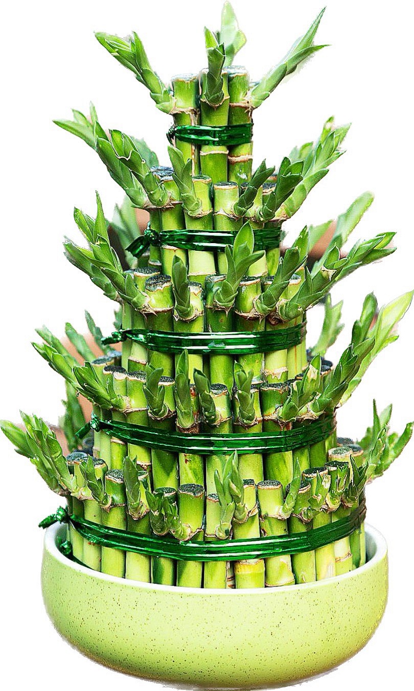 五層塔型富貴竹